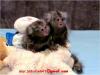 Dwie małpki pazurczatki (marmozeta)